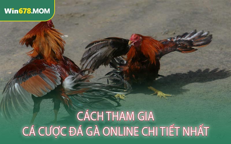 Cách Tham Gia Cá Cược Đá Gà Online Chi Tiết Nhất