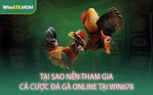 Tại Sao Nên Tham Gia Cá Cược Đá Gà Online Tại Win678