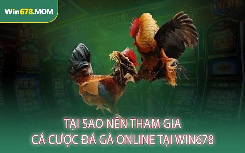 Tại Sao Nên Tham Gia Cá Cược Đá Gà Online Tại Win678