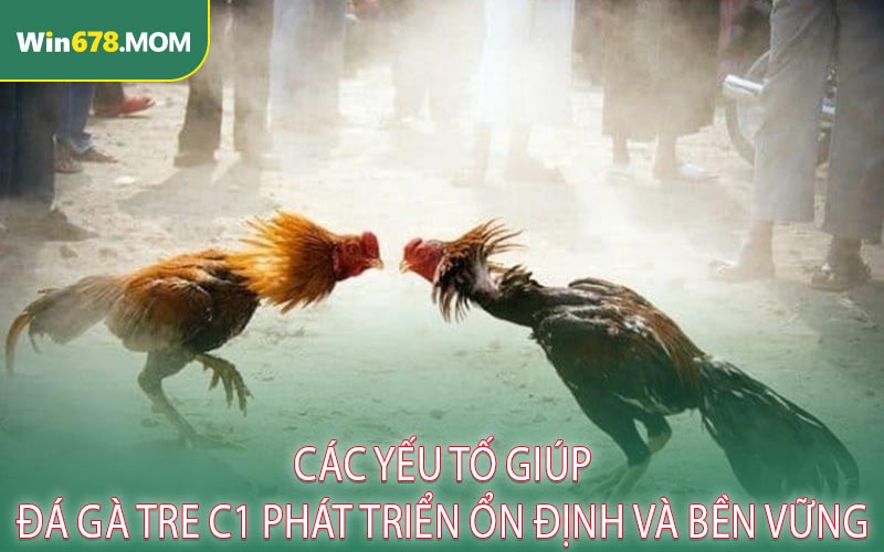 Các Yếu Tố Giúp Đá Gà Tre C1 Phát Triển Ổn Định Và Bền Vững