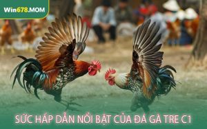 Sức Hấp Dẫn Nổi Bật Của Đá Gà Tre C1